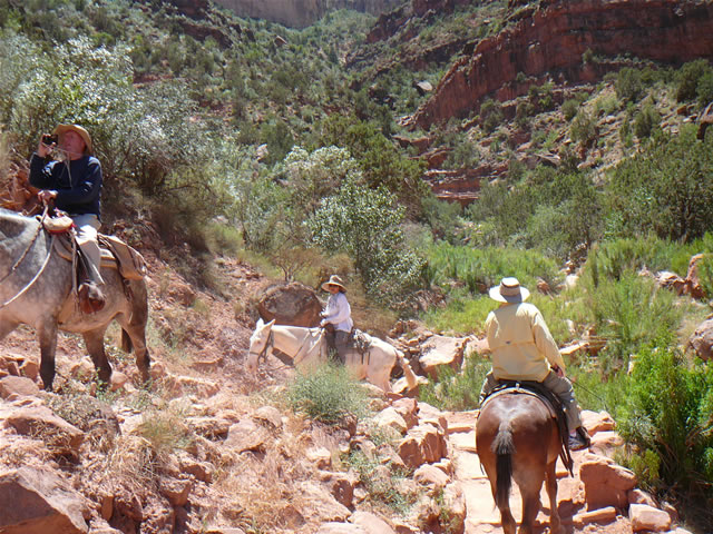 images/A-Mule Ride- returning to the Rim (10).jpg